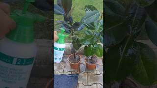 How to repot and propagate rubber plant 🪴  garden  indoor plants  gardening [upl. by Jarib402]