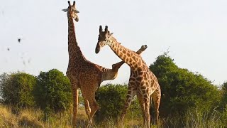 Funniest Giraffes Fighting Ever [upl. by Asilad]