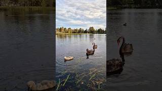 BLACK SWAN family eating native vallisneria australianwildlife [upl. by Odicalp]