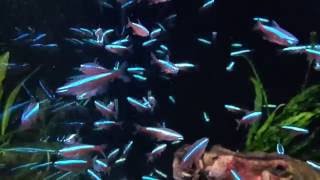 Cardinal Tetra Paracheirodon axelrodi at the Aquatic Design Centre  London [upl. by Trumann]