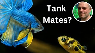 An Aquatic Conundrum Can Betta Coexist with Dwarf Puffers [upl. by Eenolem]