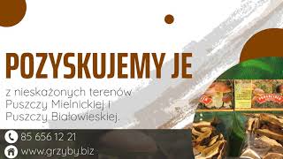 Grzyby Siemiatycze Polinat [upl. by Euk]