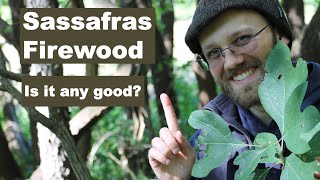 Sassafras Identification and Firewood Quality [upl. by Giefer]