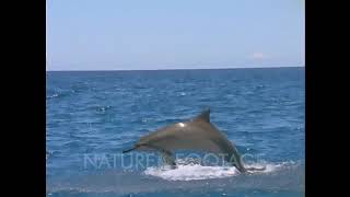 Baby Einstein Stock Footage  Spinner Dolphin [upl. by Maidie]