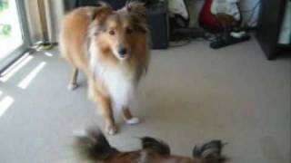 Sheltie Talk  Hear Our Shetland Sheepdogs Sing [upl. by Idroj]