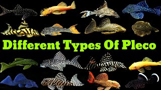 Pleco Fish Types  Different Types Of Pleco Fish [upl. by Jareb]