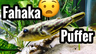 Fahaka Puffer Fish Care amp Tank Setup [upl. by Guimond282]