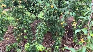 Picking Yellow Plums in Larriland Farm [upl. by Aliber]