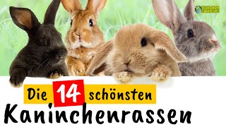 Die 14 schönsten Kaninchenrassen [upl. by Kiker]