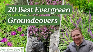 20 Evergreen Groundcovers to Keep Your Garden Looking Great All Year [upl. by Heffron80]