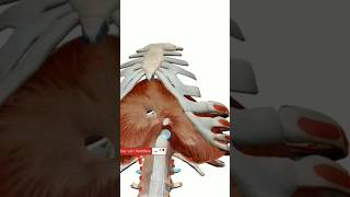 Anatomie du diaphragme anatomy medecine anatomie doctor medicalstudent science education [upl. by Nie]