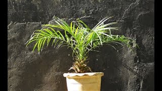 How to grow  plant amp care of Pygmy date palm  Phoenix Roebelenii [upl. by Araek20]