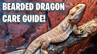 Bearded Dragon Care Guide  Beginners Guide [upl. by Fruin113]