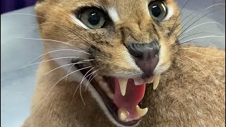 Roo the Caracal goes to the vet  angry caracal hisses at vet staff [upl. by Etnud]