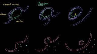 Endocytose phagocytose et pinocytose [upl. by Llet941]