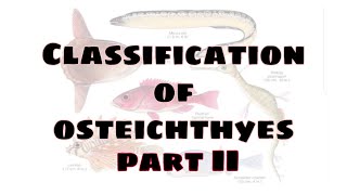 Classification of Osteichthyes upto order  Part II Bsc zoology [upl. by Lundquist]