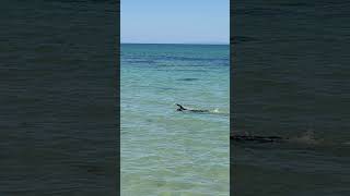 Queenscliff Victoria Australia Swimming 澳洲海濱小镇 [upl. by Winifred]