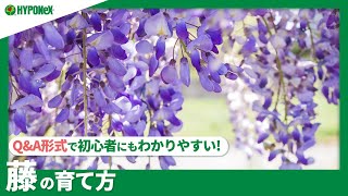 ☘75：藤の育て方｜苗の植えつけや水やりと肥料の与え方、剪定作業もご紹介【PlantiaQampA】植物の情報、育て方をQampA形式でご紹介 [upl. by Enovahs736]