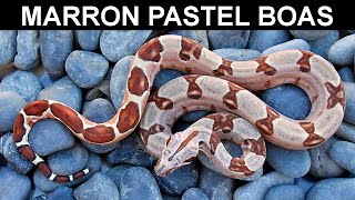 Why Marron is the Most Underrated Boa Morph [upl. by Fotinas]