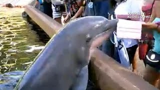 Watch Dolphin jumps out of water and steals iPad [upl. by Nylasor]