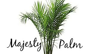 Majesty Palm Tree Ravenea Rivularis RepottingTransplanting and Care [upl. by Annahoj]