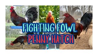 Gamefowl History Legacy of Penny Hatch [upl. by Atilemrac849]