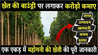 1 एकड़ से 2 करोड की कमाई महोगनी की खेती से  Mahogany Tree Farming in India  Mahogany Tree Price [upl. by Avivah]