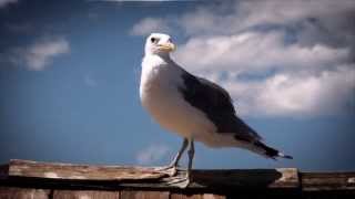 The Harbours at Solomons Island [upl. by Ellemac]