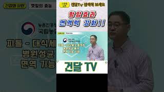 건달TV 항암효과와 면역력 강화깻잎항암효과면역력강화건달TV건강정보 [upl. by Gretchen324]