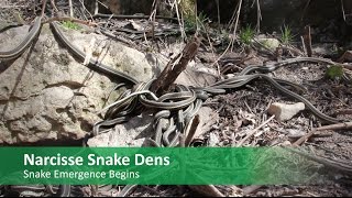 Snake Emergence Begins [upl. by Freddi224]