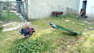 Peacock Tries To Attack Turkeys But Gets Attacked Back  1080734 [upl. by Anirtik]