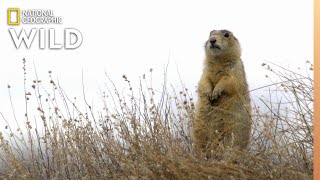 Prairie Dog Fight  Prairie Dog Manor [upl. by Kcirdahs]