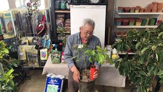 GARY’S TIPS FOR GROWING AVOCADO TREES  LIVESTREAM [upl. by Adnawot]