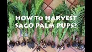 How to Harvest Sago Palm Pups King Sago or Japanese Sago Palm [upl. by Nuahsar]