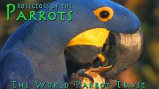 Protectors of the Parrots  World Parrot Trust [upl. by Sillyhp]