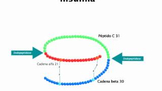 ¿Qué es la insulina [upl. by Abdella]