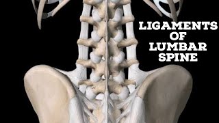 Ligaments of lumbar spine [upl. by Araihc]