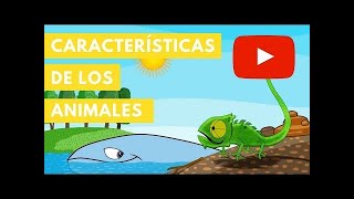 Características de los Animales  Camaleón [upl. by Caren720]