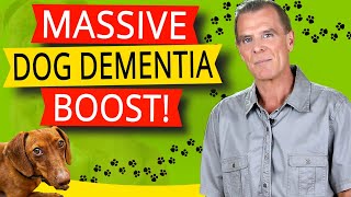 Dog Dementia Treatments Symptoms amp 3 Key Ways to BOOST Senior Dogs Brain Health [upl. by Arolf]