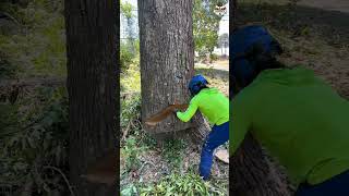 Big Red Oak Cutting shorts youtubeshorts treecutting [upl. by Lamori]