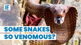 Why snake venom kills so quickly [upl. by Accire193]