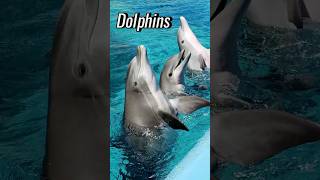 Secrets of the Amazing Dolphins [upl. by Dareece]