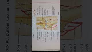 Anastomoses around Knee joint physiotherapy important  medical students  📚📝👈📒🦴💉👀📚📚📚📚📚 [upl. by Enyahs]