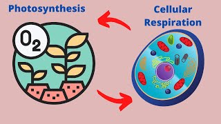 Relationship between Photosynthesis and Cellular Respiration [upl. by Erialb]