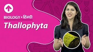 Thallophyta  Hindi  Biology [upl. by Izmar]