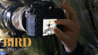 BIRD PHOTOGRAPHY from photo blind  TIPS AND TRICKS on wild birds [upl. by Berry]