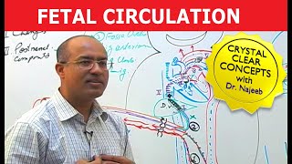 Fetal Circulation  Embryology  Dr Najeeb [upl. by Aikcin]