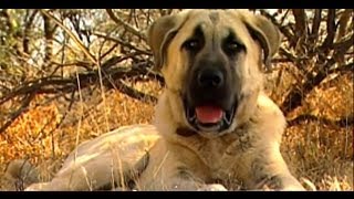 Turkish Dog Kangal protects African sheeps  Anatolian Guard Dog [upl. by Steep443]