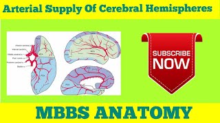 Arterial Supply Of Different Surfaces Of Cerebrum [upl. by Eltsyek]