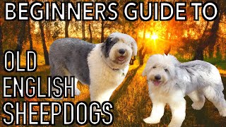 Beginners Guide to OLD ENGLISH SHEEPDOGS [upl. by Aisatana]